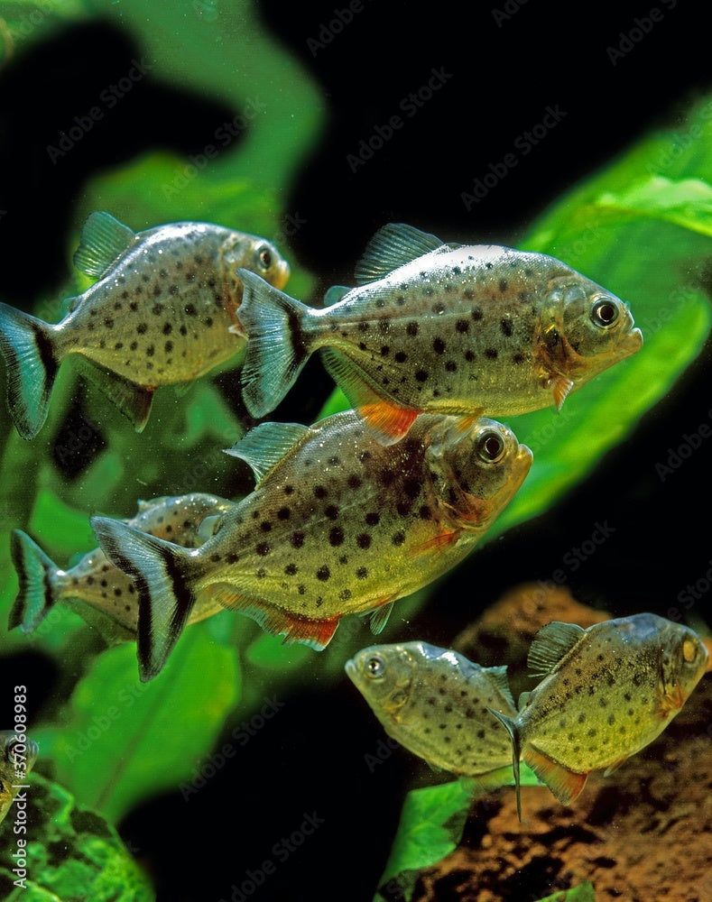 Red Belly Piranha (Pygocentrus nattereri) Wild