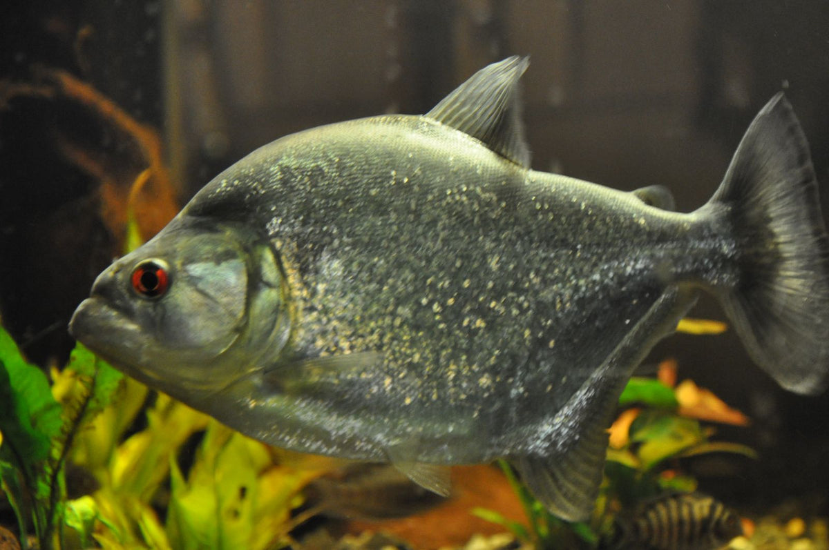 Yellow Diamond Piranha (Serrasalmus sp) – Color Aquatics