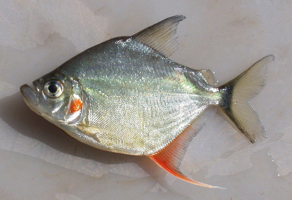 Wimple piranha Cataprion mento – Color Aquatics