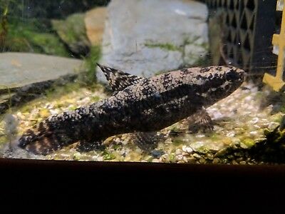 Black Wolf Fish (Hoplias Curupira)