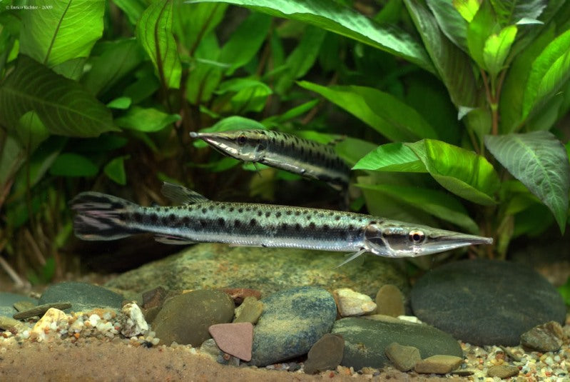 Spotted Pike Caracin aka Marble Gar (Boulengerella maculata)