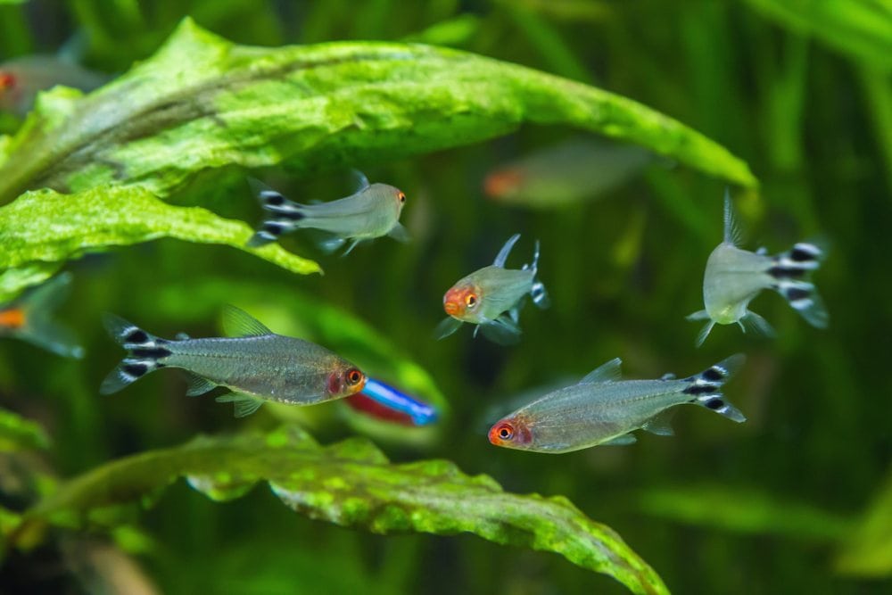 Rummy Nose Tetra (Hemigrammus rhodostomus)