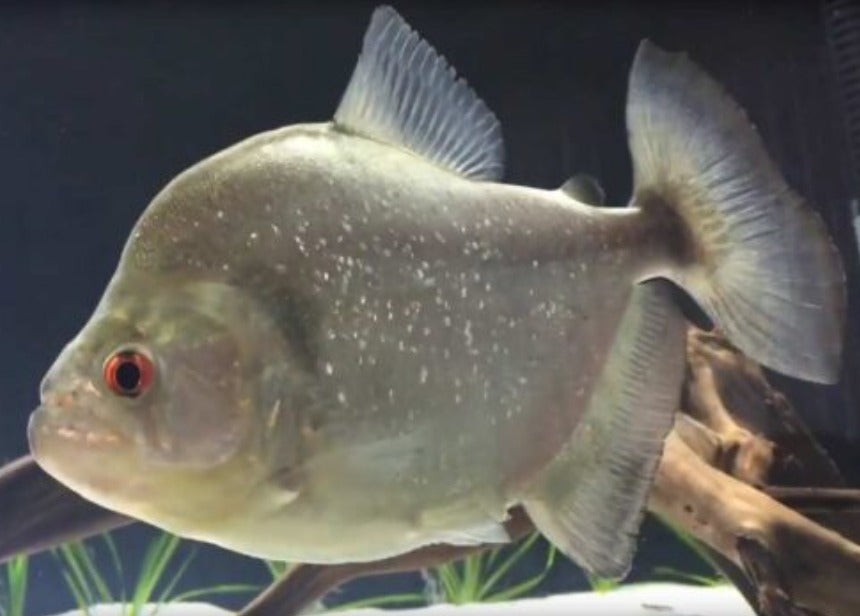 Xingu Rhom ( Serrasalamus sp) Xingu River