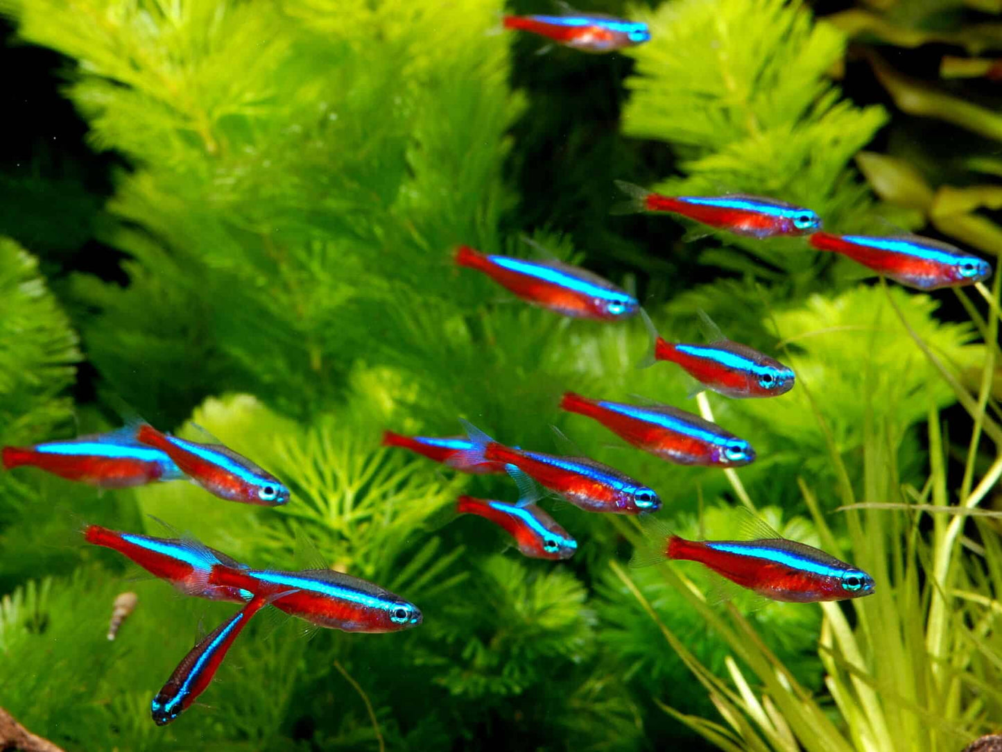 Cardinal Tetra (Paracheirodon axelrodi)