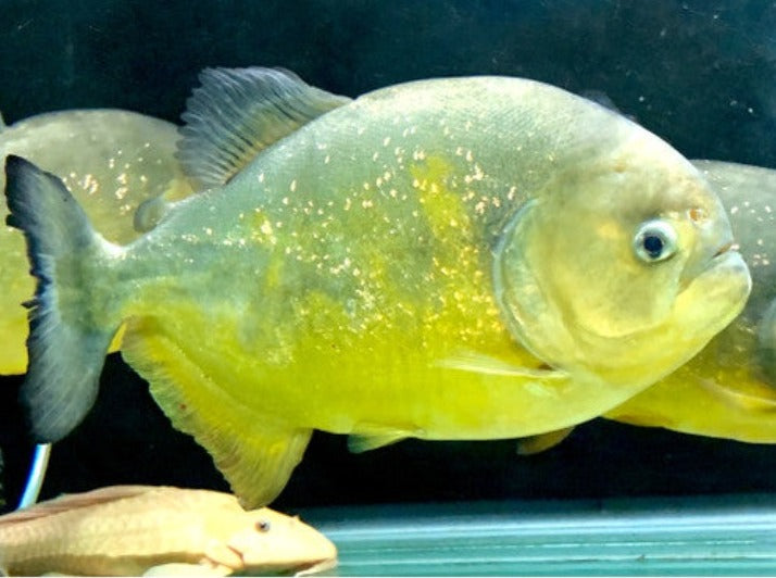 Piraya ( Pygocentrus piraya)