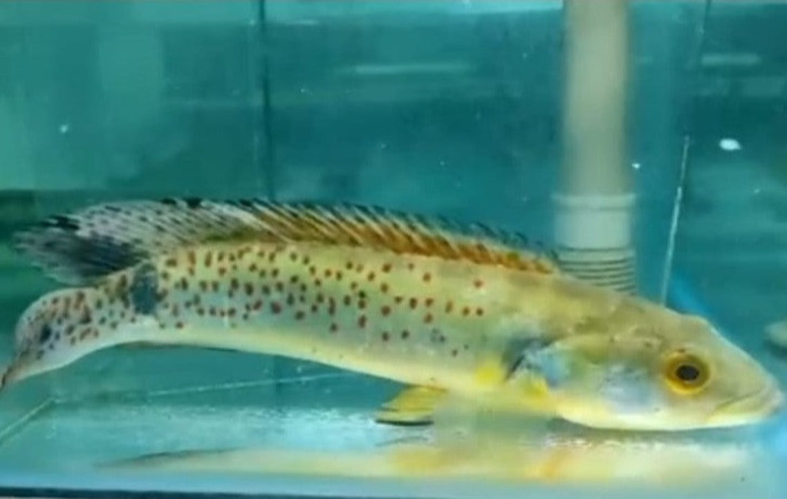 Rosemariae Pike Cichlid (Crenicichla rosemariae)