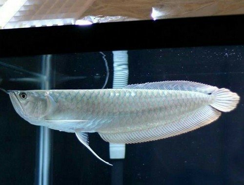 Silver Arowana (Osteoglossum bicirrhosum)