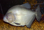 Black Piranha (Serrasalmus rhombeus)