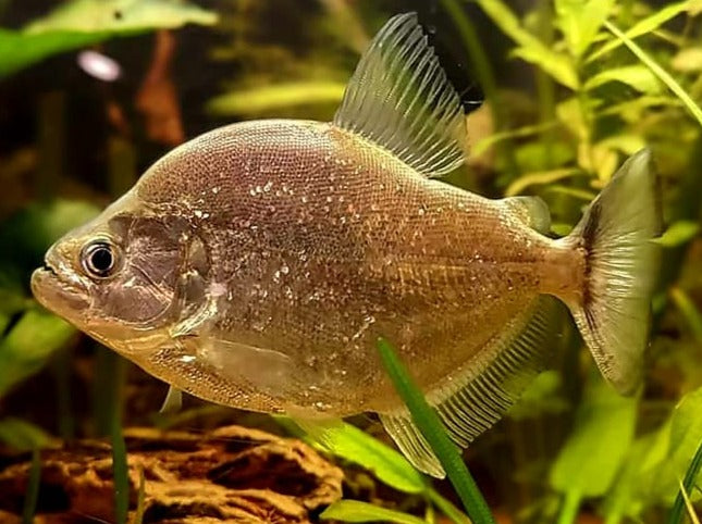Brandtii Piranha (Serrasalmus brandtii)