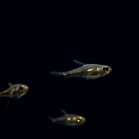 Morse Code Tetra (Hemigrammus sp. Morse Code)