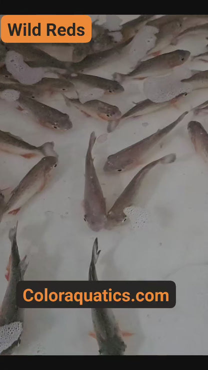 Red Belly Piranha (Pygocentrus nattereri)  Wild