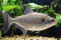 Pike Piranha ( Serrasalmus elongatus)