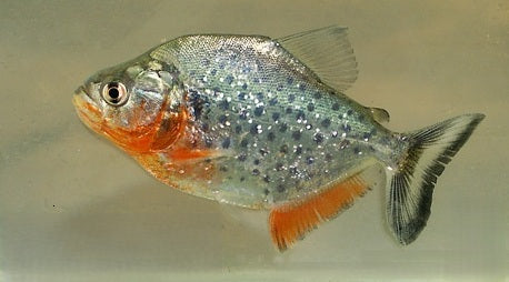 Serrasalmus sanchezi