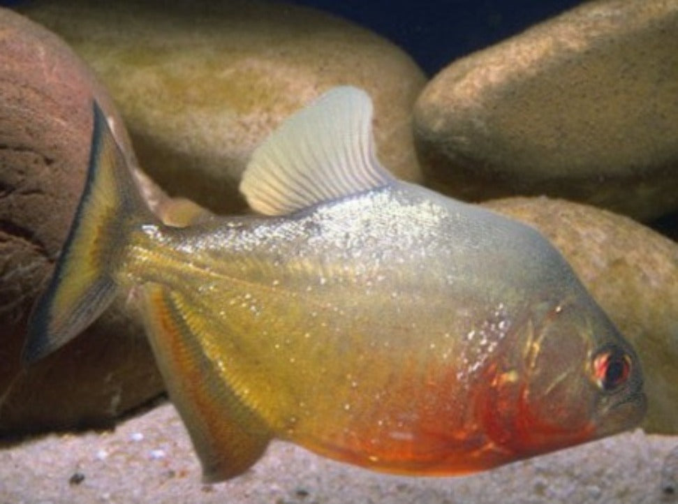 Ruby Spilo - Serrasalmus maculatus 2-3 inch – Color Aquatics