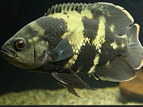Bumblebee Oscar (Astronotus crassipinnis)