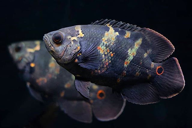 Wild Oscars (Astronotus ocellatus)