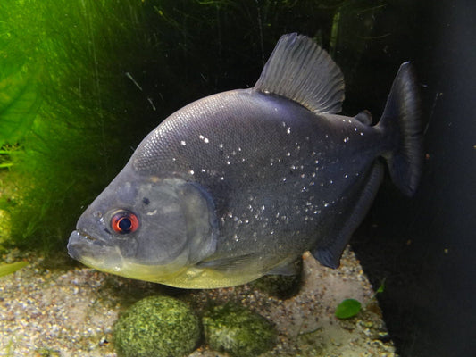 Blue Diamond Piranha