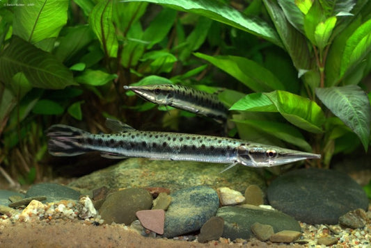Spotted Pike Caracin aka Marble Gar (Boulengerella maculata)