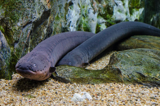 Electric Eel (Electrophorus electricus)