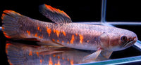 Red Wolf Fish (Erythrinus erythrinus)