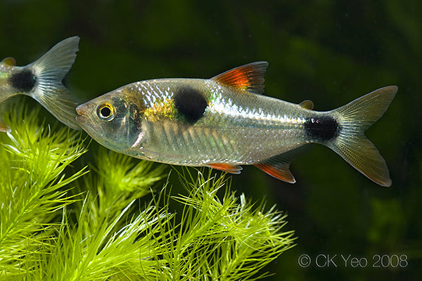 Bucktooth Tetra (Exodon paradoxus)