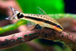 Otocynclus Catfish (Otocinclus sp.)