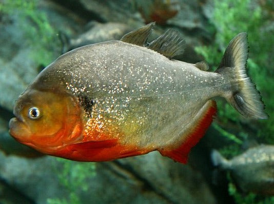 Caribe Piranha (Pygocentrus cariba)