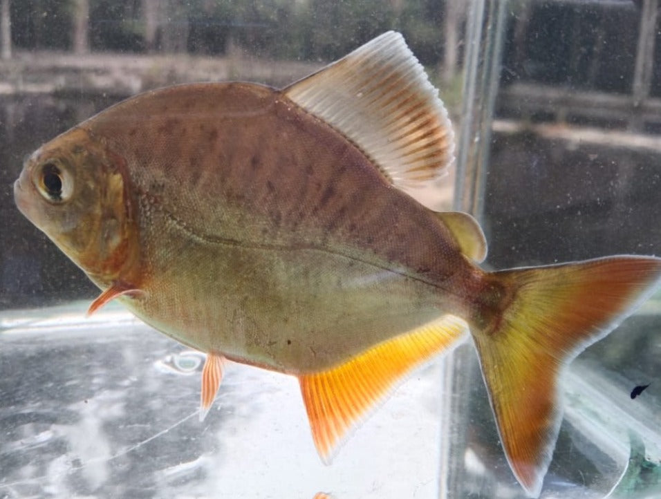 Denticulata (Pygopristis denticulata)