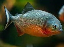 Red Belly Piranha (Pygocentrus nattereri)  Wild
