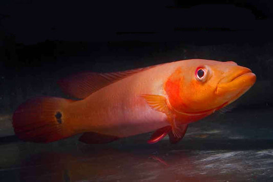 Atabapo Red (fire) Pike - Crenicichla sp.