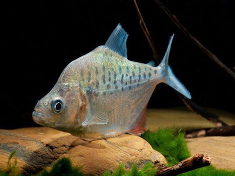 Compressus Piranha ( Serrasalamus compressus) – Color Aquatics