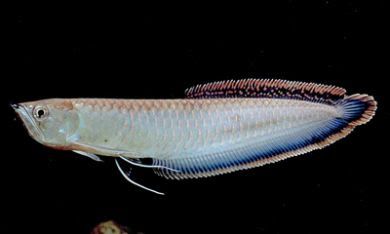 Black Arowana (Osteoglossum ferreirai)