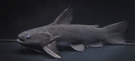 Iron Head Driftwood Catfish (Trachycorystes trachycorystes)
