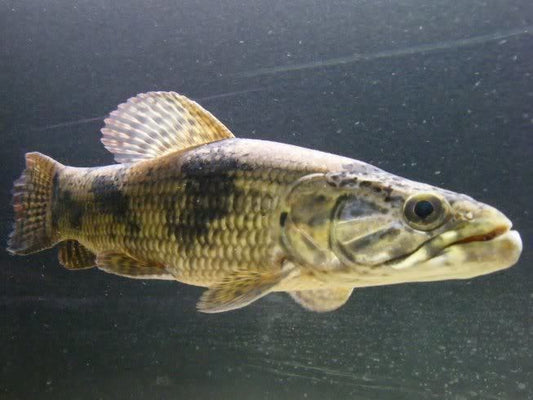 Aimara (Hoplias aimara)