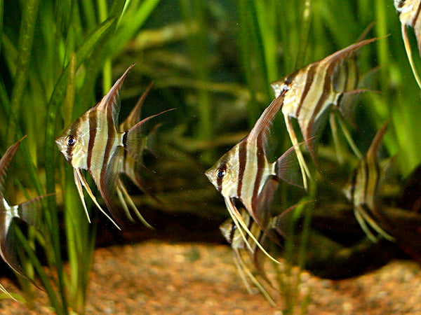 Altum Angelfish (Pterophyllum altum) Orinoco