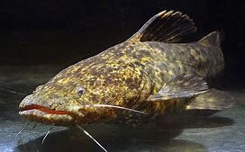 Jelly Catfish (Cephalosilurus apurensis)