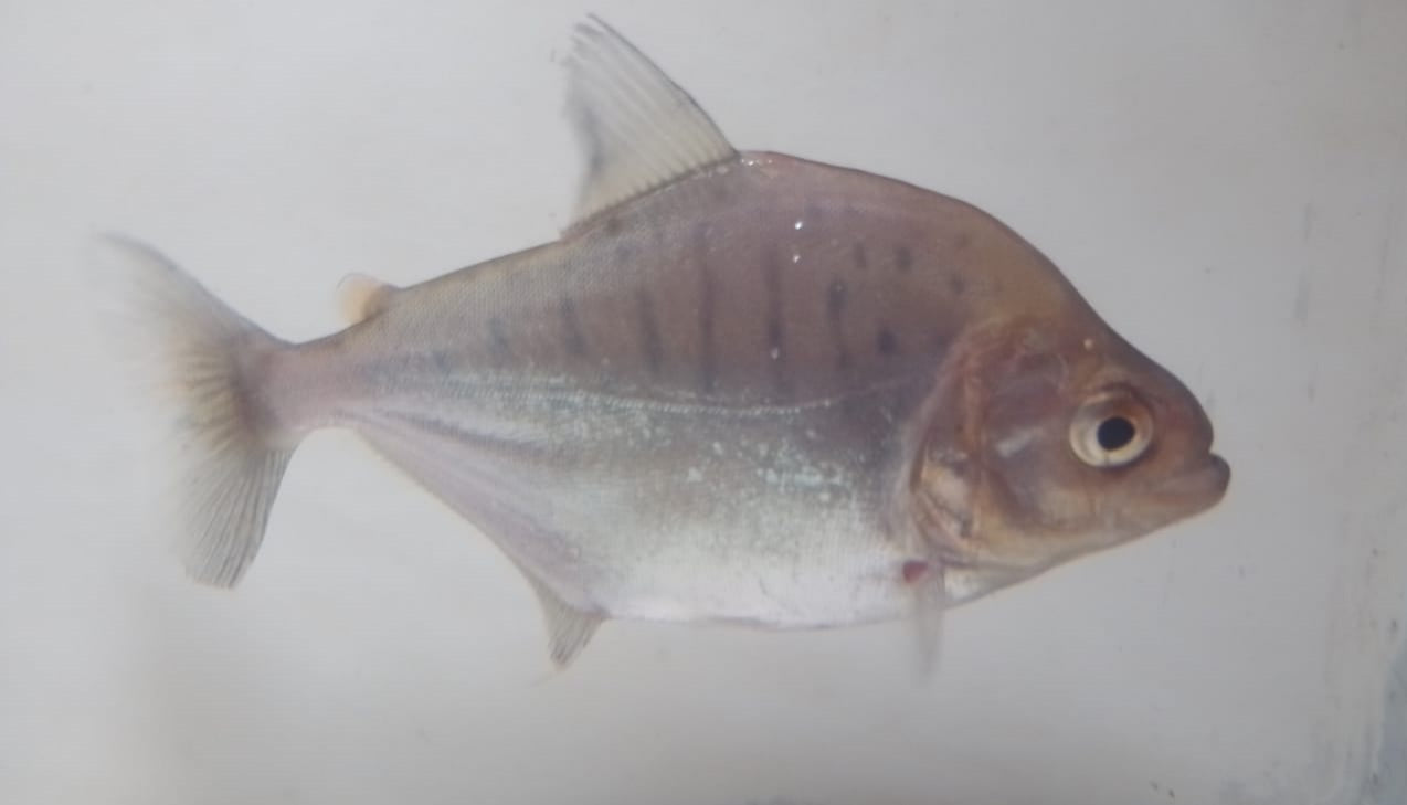 Serrasalmus gouldingi (Blue Tiger Piranha)