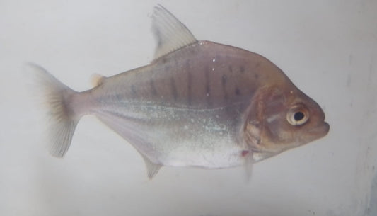 Serrasalmus gouldingi (Blue Tiger Piranha)