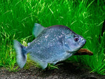 Geryi Piranha - Violet Line Piranha (Serrasalamus geryi)