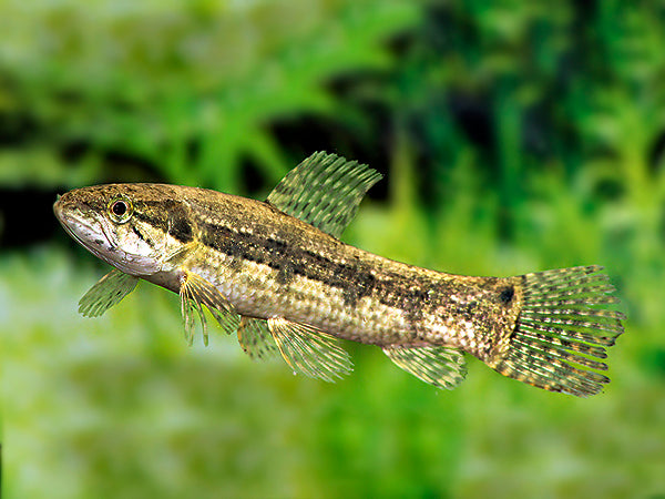 Wolf fish (Hoplias malabaricus)