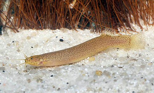 Leopard Candiru Catfish ( Ituglanis amazonicus )
