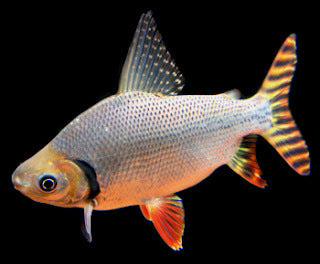 Flagtial Prochilodus (Semaprochilodus taeniurus)