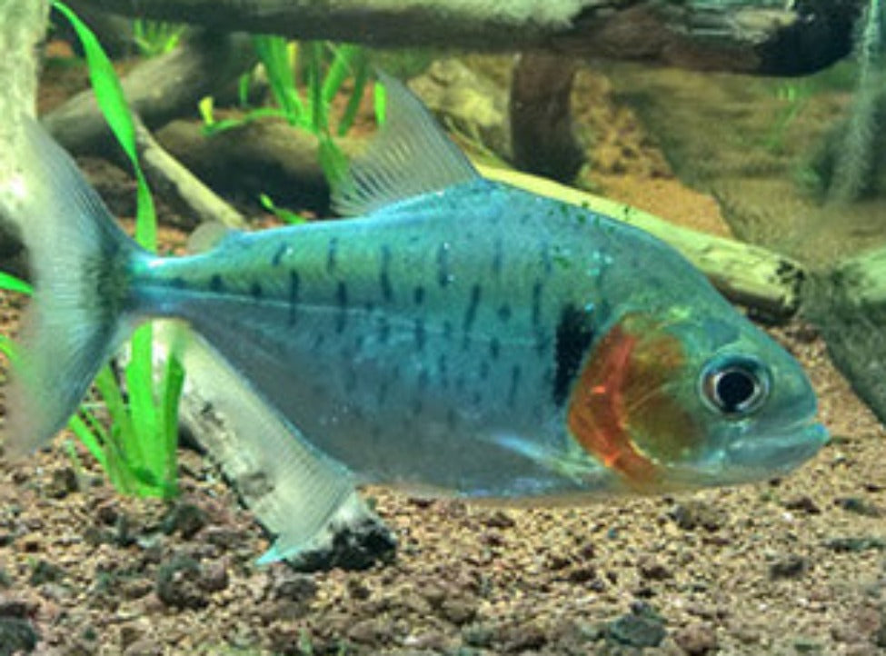 Manueli Piranha (Serrasalamus manueli)