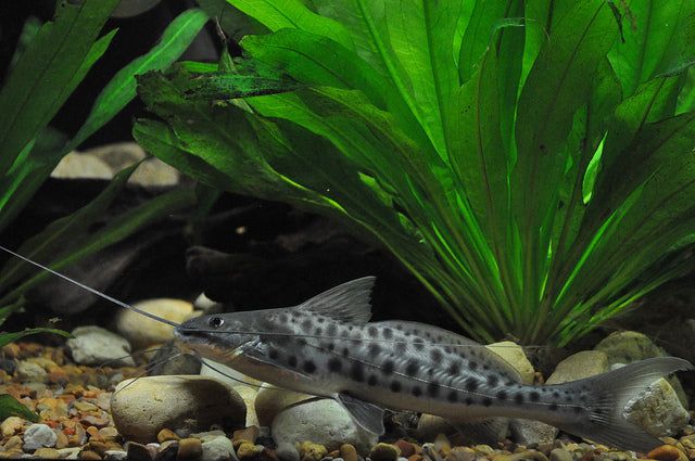 Vulture Cat (Calophysus macropterus)